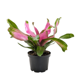 Guzmania Donna bromeliad with pink bracts