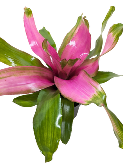 Close-up of Guzmania Donna pink bracts