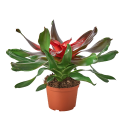 Neoregelia Medusa bromeliad in a 6 inch pot