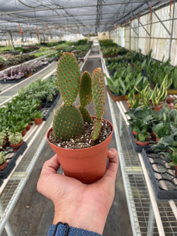 Bunny Ear Cactus (Opuntia microdasys)