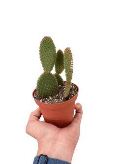 Bunny Ear Cactus (Opuntia microdasys)