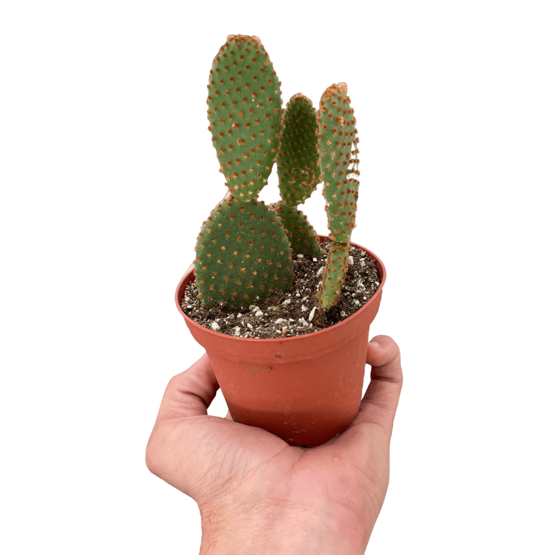 Bunny Ear Cactus (Opuntia microdasys)