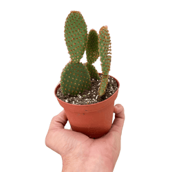 Bunny Ear Cactus (Opuntia microdasys)