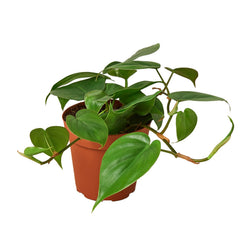 Heartleaf Philodendron in 4 inch nursery pot