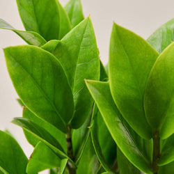 ZZ Plant glossy emerald foliage and upright stems