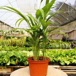 Example monthly plant: a palm in a nursery pot in the greenhouse