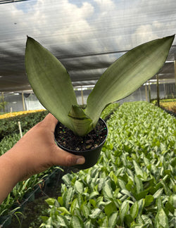 Snake Plant Moonshine broad silver-mint architectural upright leaves