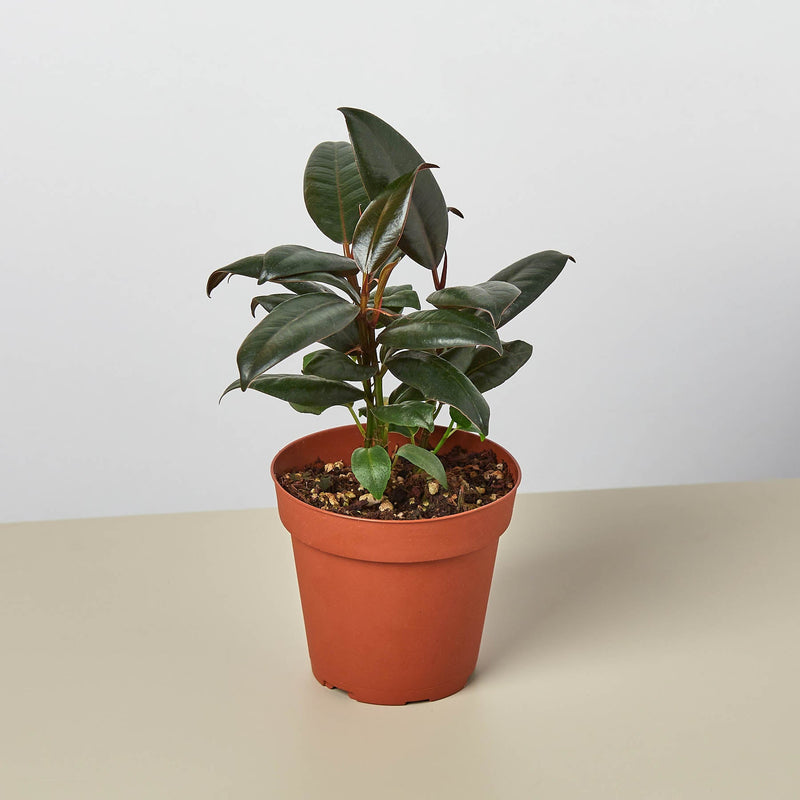 Ficus Burgundy (Ficus elastica 'Burgundy')