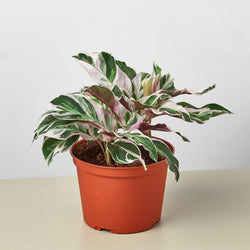 Calathea White Fusion in a 6 inch nursery pot
