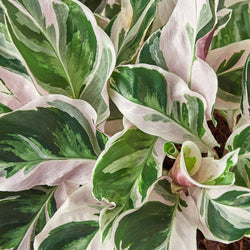 Close-up of Calathea White Fusion variegated leaves