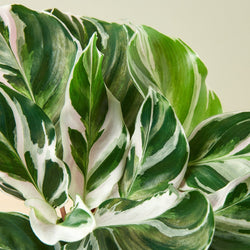 Close-up of a Calathea White Fusion leaf
