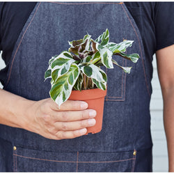 Hands holding a 4 inch Calathea White Fusion