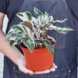 Hands holding a 6 inch Calathea White Fusion