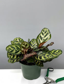 Calathea Makoyana (Peacock Plant) in 4 inch nursery grow pot on neutral background