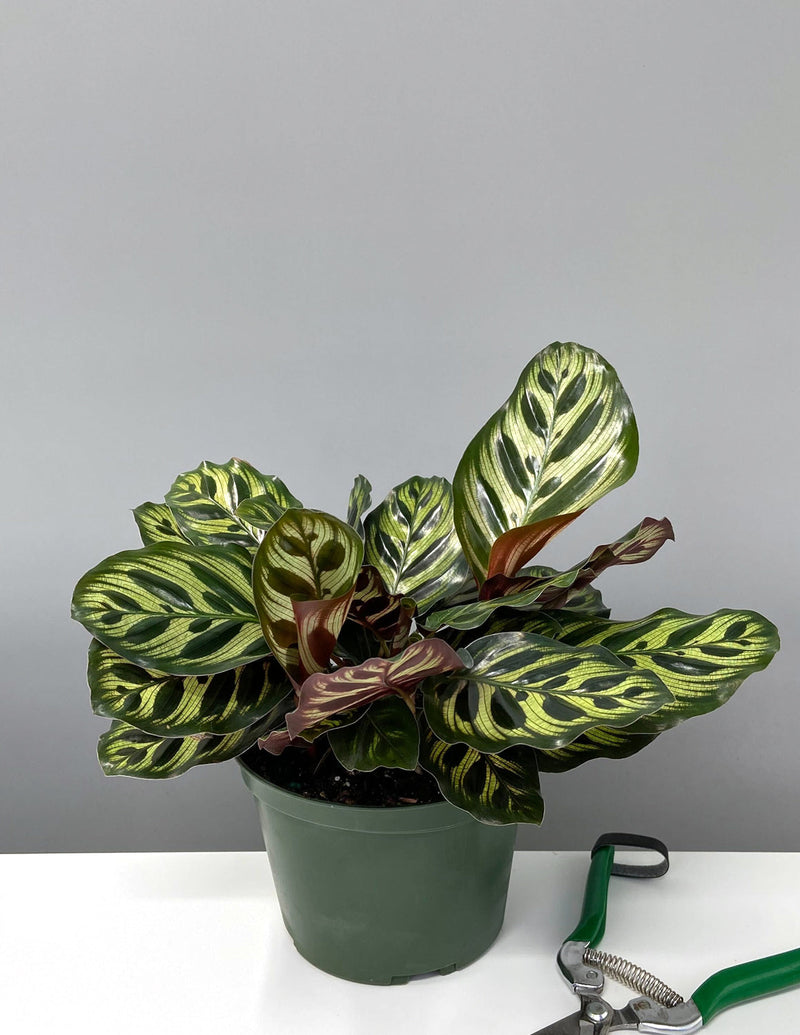 Calathea Makoyana Peacock (Goeppertia makoyana)