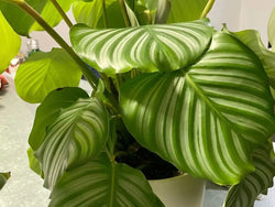 Calathea Orbifolia expansive silver-striped leaf canopy