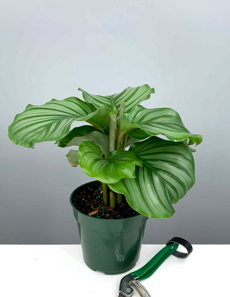 Calathea Orbifolia (Goeppertia orbifolia)