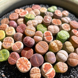 Boutique Small Lithops Random DIY Mix Rare Live Plants