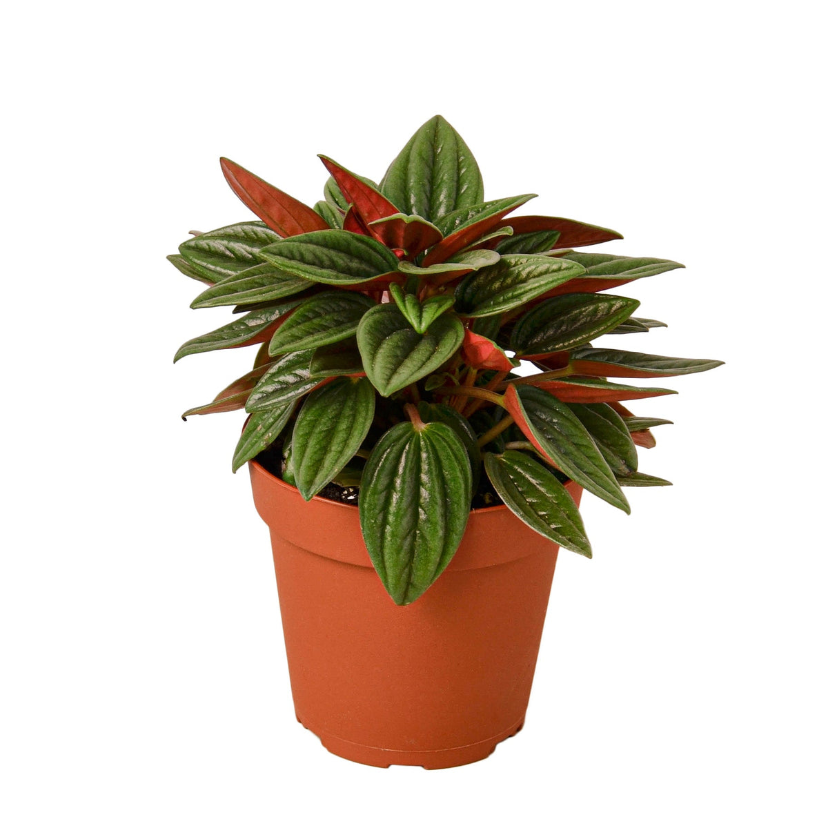Peperomia Rosso (Peperomia caperata 'Rosso') - Palma