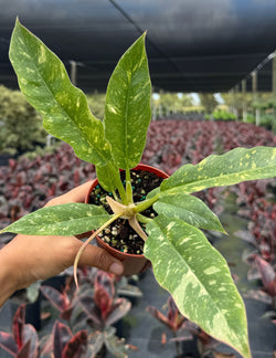 Philodendron Ring of Fire sunset orange and cream variegation detail