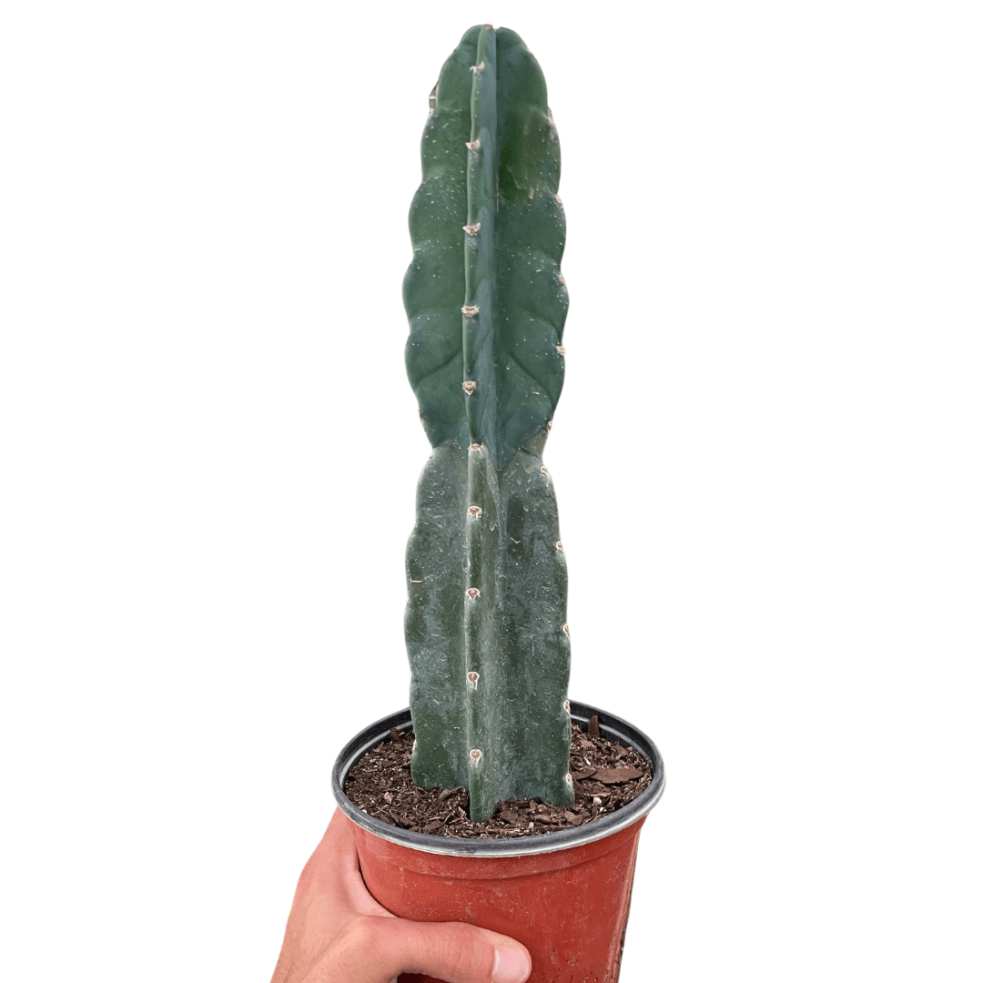 Cuddly Cactus (Cereus jamacaru)