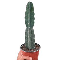Cuddly Cactus (Cereus jamacaru)