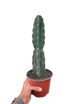 Cuddly Cactus (Cereus jamacaru)