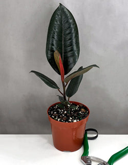 Ficus Burgundy upright specimen in nursery pot
