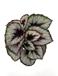 Rex Begonia overhead canopy foliage view
