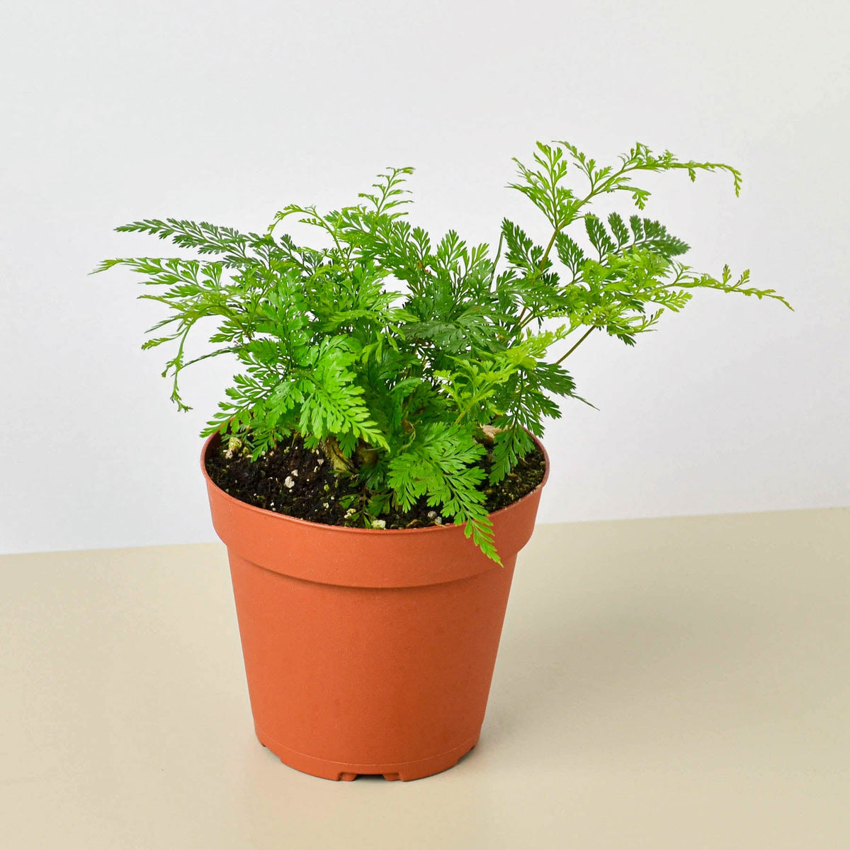 Rabbit's Foot Fern (Davallia fejeensis) in 4 inch nursery grow pot on neutral background