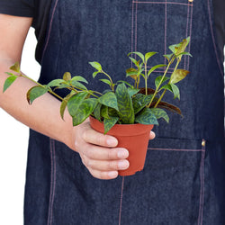 Lipstick Plant 'Black Pagoda' Aeschynanthus photo 4