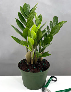 ZZ Plant architectural specimen in nursery pot