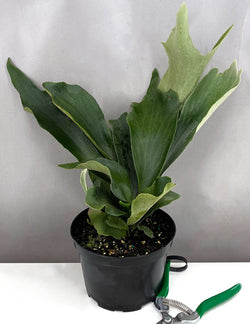 Staghorn Fern upright potted specimen