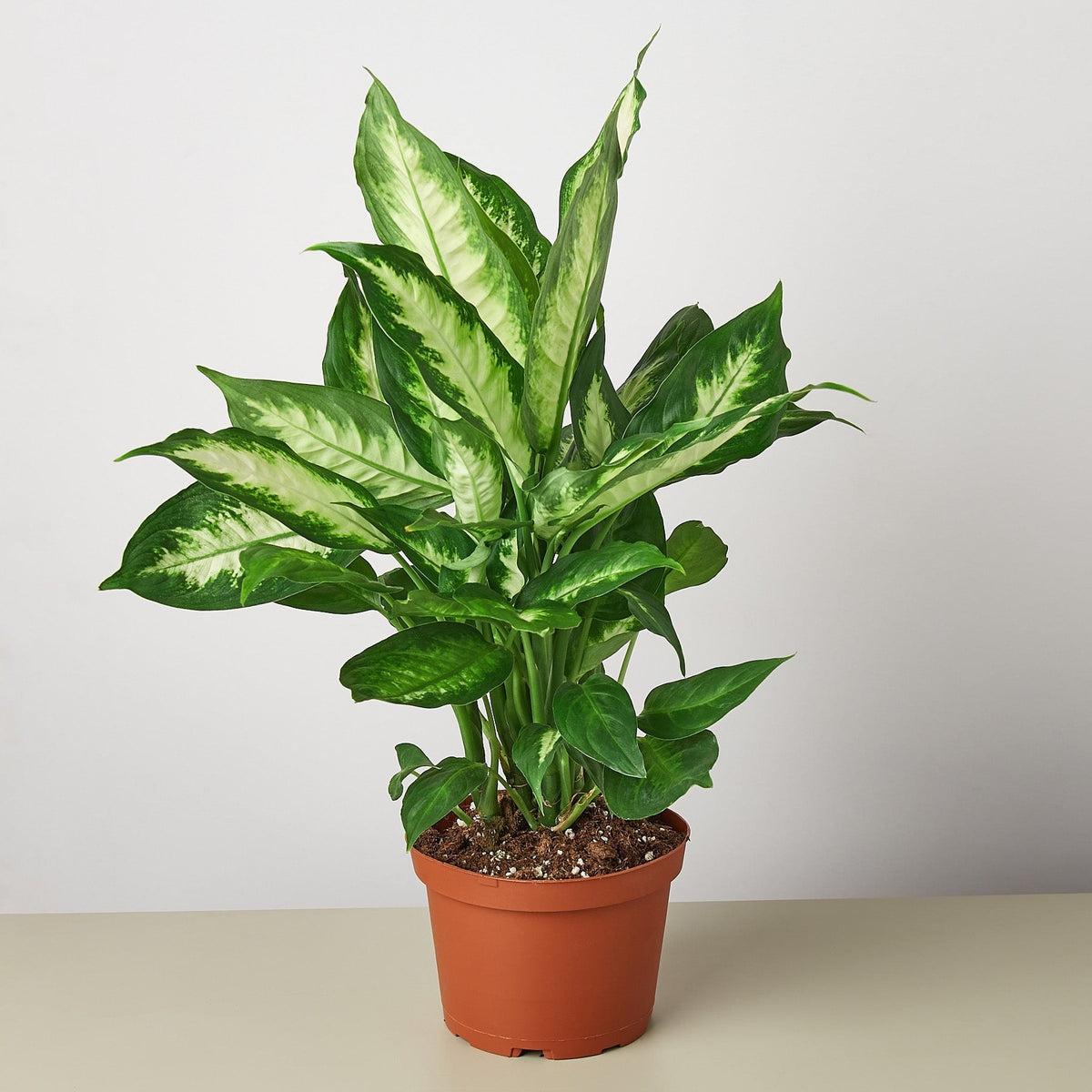 6 inch Dieffenbachia Camille in a nursery pot
