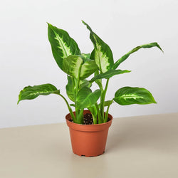 4 inch Dieffenbachia Camille in a nursery pot