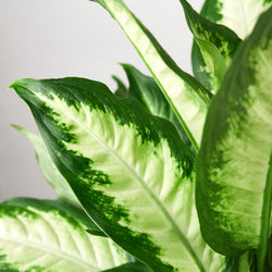 Close-up of Dieffenbachia Camille leaves