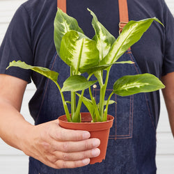 Hands holding a 4 inch Dieffenbachia Camille