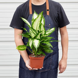 Person holding a 6 inch Dieffenbachia Camille
