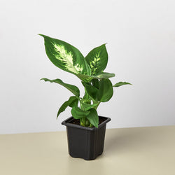 3 inch Dieffenbachia Camille