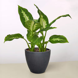 Dieffenbachia Camille in a black eco planter