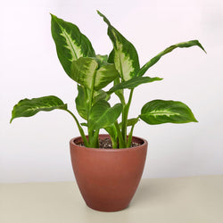 Dieffenbachia Camille in a terracotta eco planter