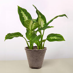 Dieffenbachia Camille in a fiber pot