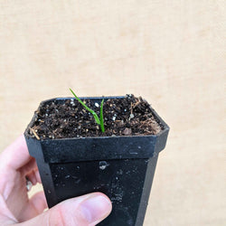 Dragon Tree Seeds (Dracaena draco)