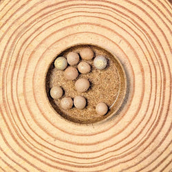 Dragon Tree Seeds (Dracaena draco)