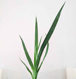 Dragon Tree Seeds (Dracaena draco)