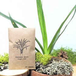 Dragon Tree Seeds (Dracaena draco)
