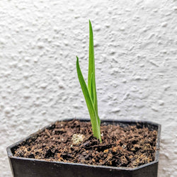 Dragon Tree Seeds (Dracaena draco)