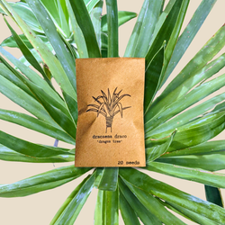 Dragon Tree Seeds (Dracaena draco)