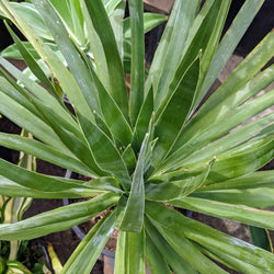 Dragon Tree Seeds (Dracaena draco)