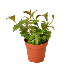 Lipstick Plant 'Black Pagoda' Aeschynanthus photo 1